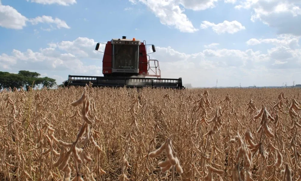 Soja Foto Luiz Henrique Magnante Embrapa