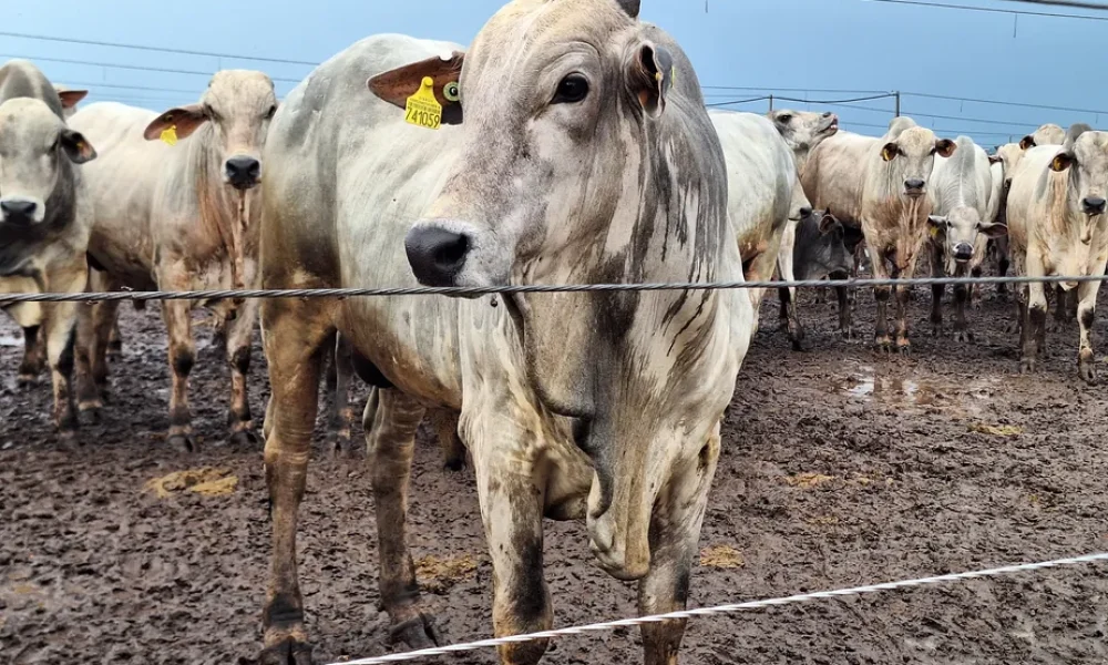 copia-de-20231108-081613