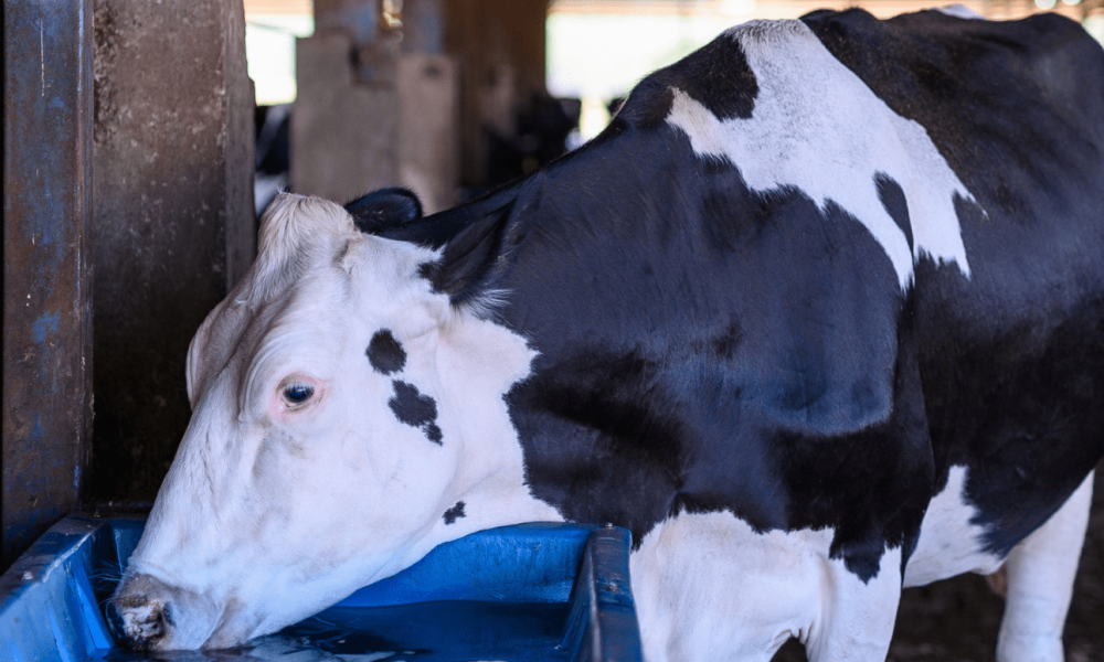 estresse-termico-1920x776-1268